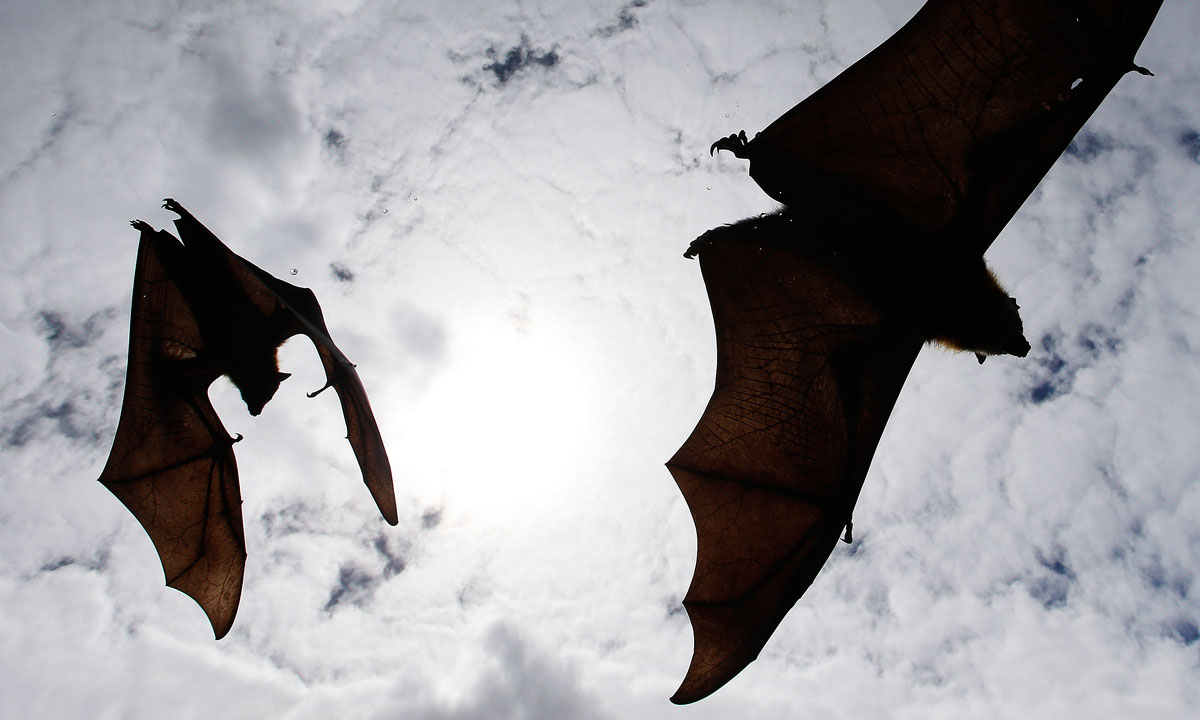 Thumbnail for Poem: The bats