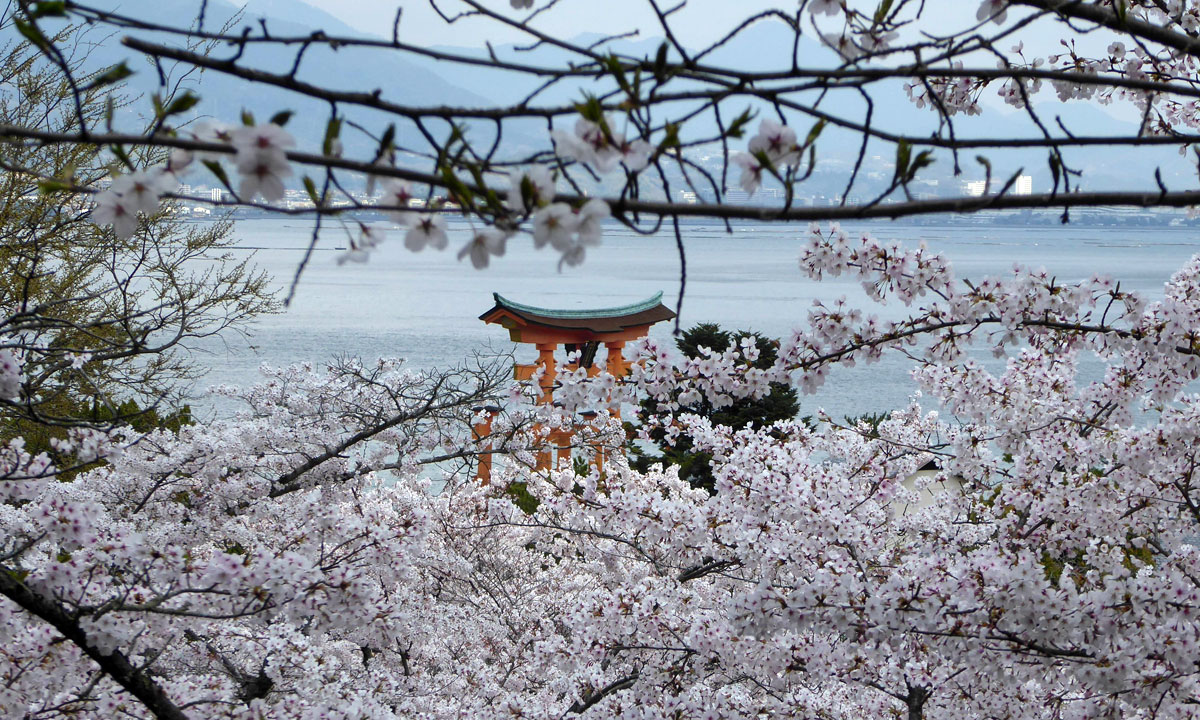Sakura cherry blossom at Lake Toya, Hokkaido. Photo: Clinton Foster