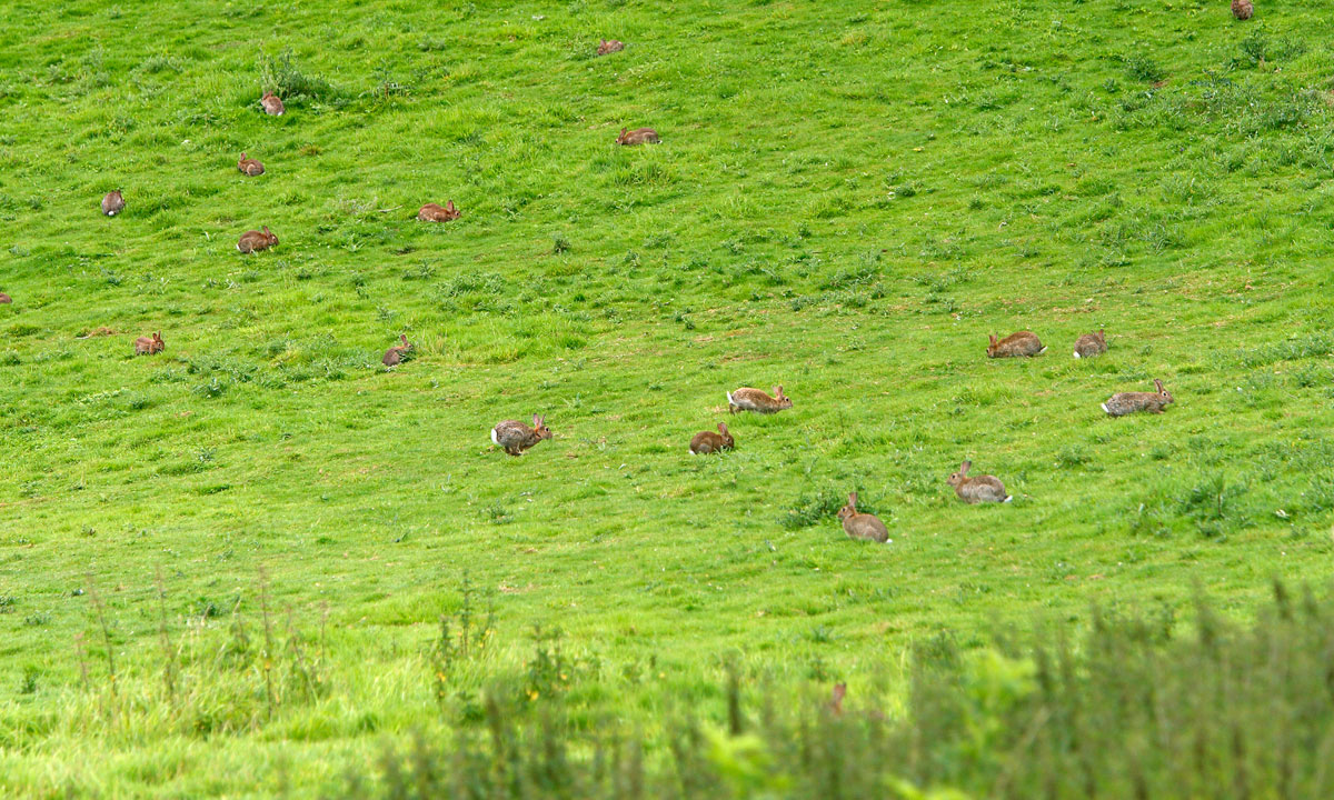 Photo: Mary Evans Picture Library