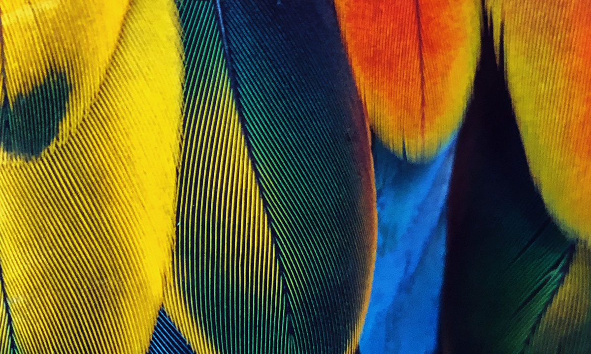 Thumbnail for Poem: The Fan