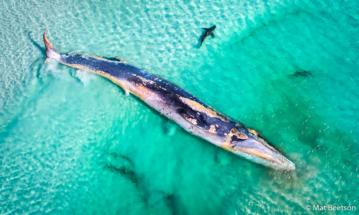 Fin Whale's Demise (detail), by Mat Beetson, Australian Geographic Nature Photographer of the Year 2019.