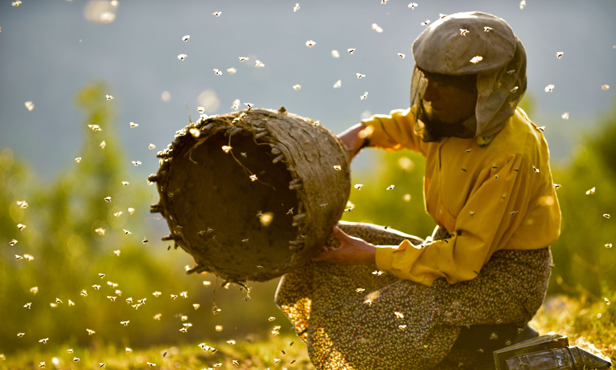 Thumbnail for Film review: Honeyland