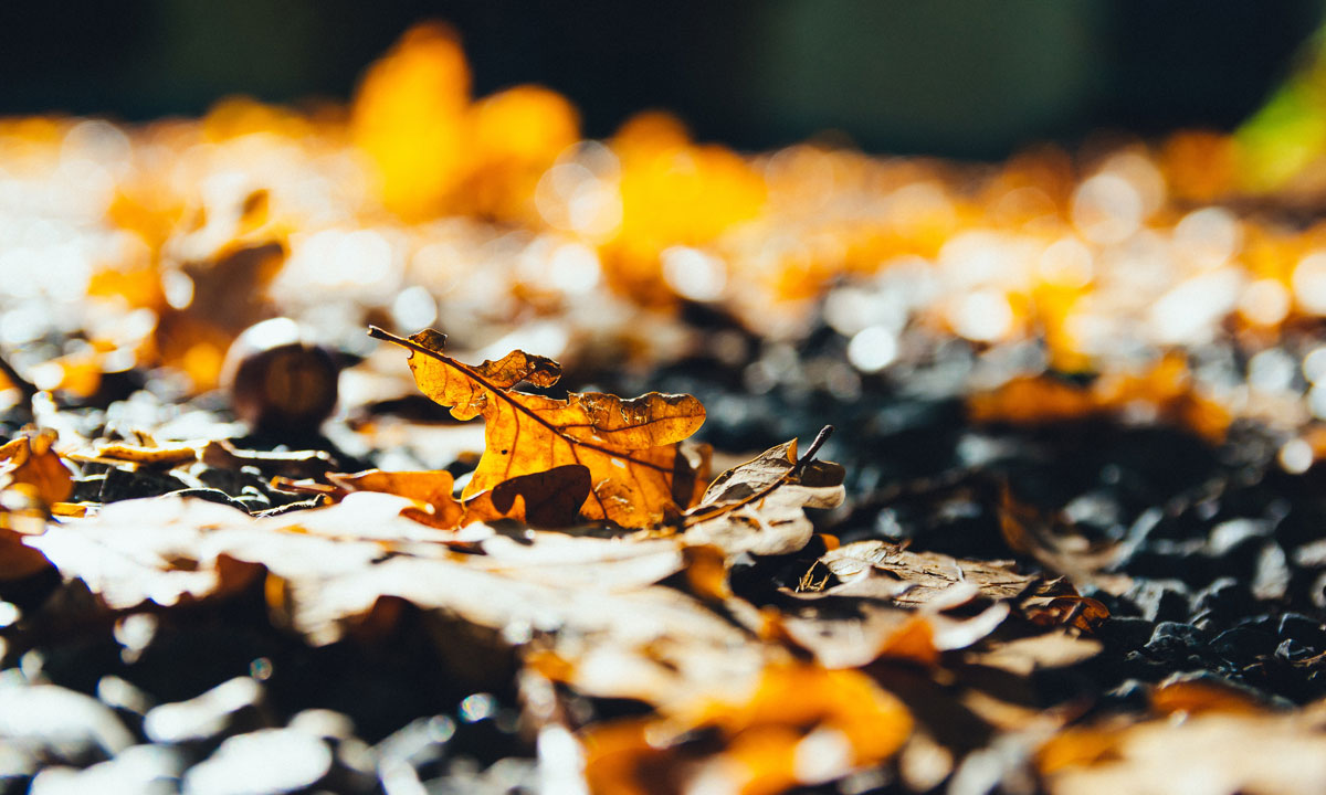 Thumbnail for Poem: Clean Sweep