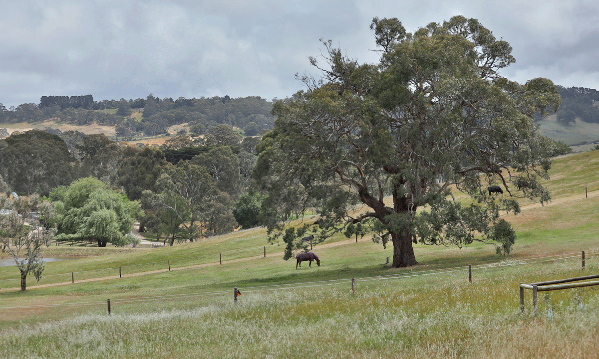 Photo: Tony Lewis / InDaily