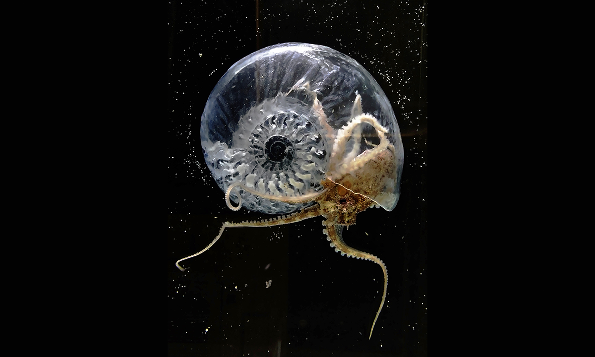 Aki Inomata's Think Evolution #1: Kiku-ishi (Ammonite), 2016—17, Tokyo, HD video.