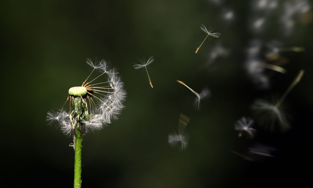 Thumbnail for Poems: Deleted words and dragonflies