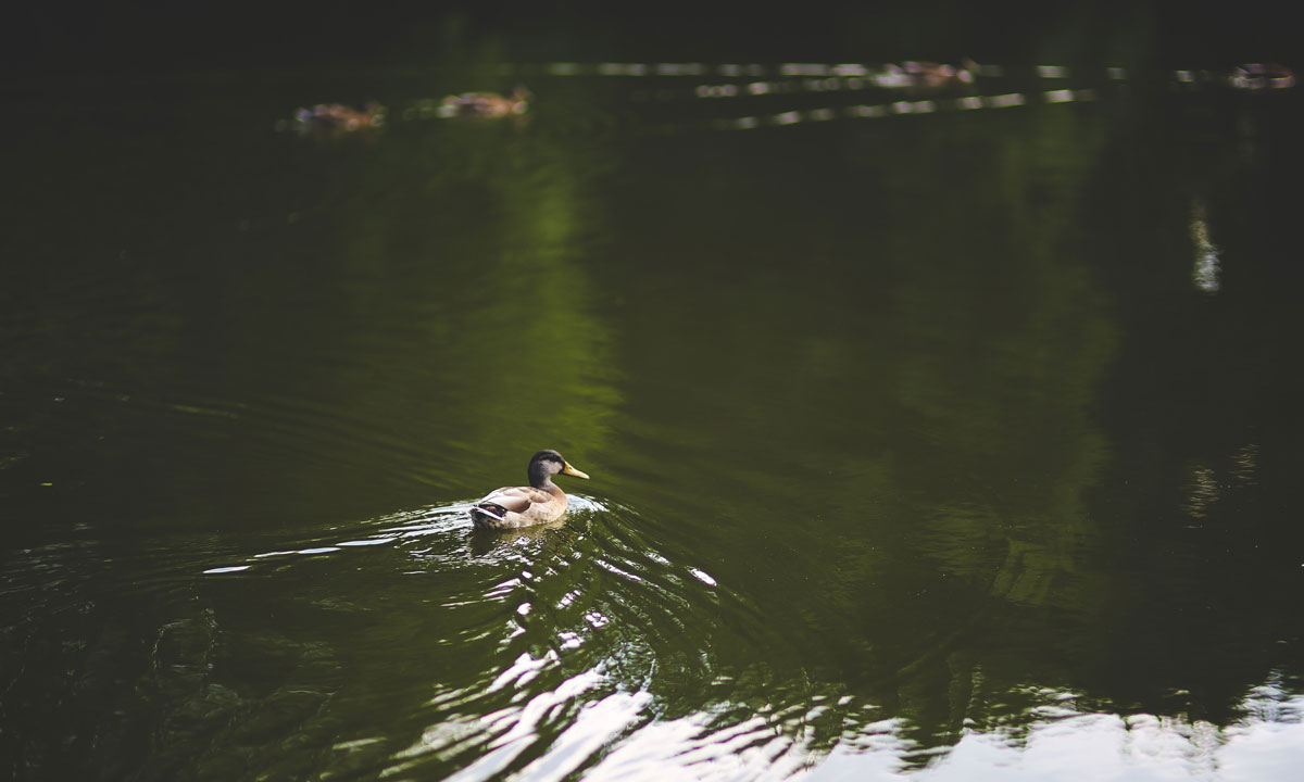 Thumbnail for Poems: Wetland & Cloud Music