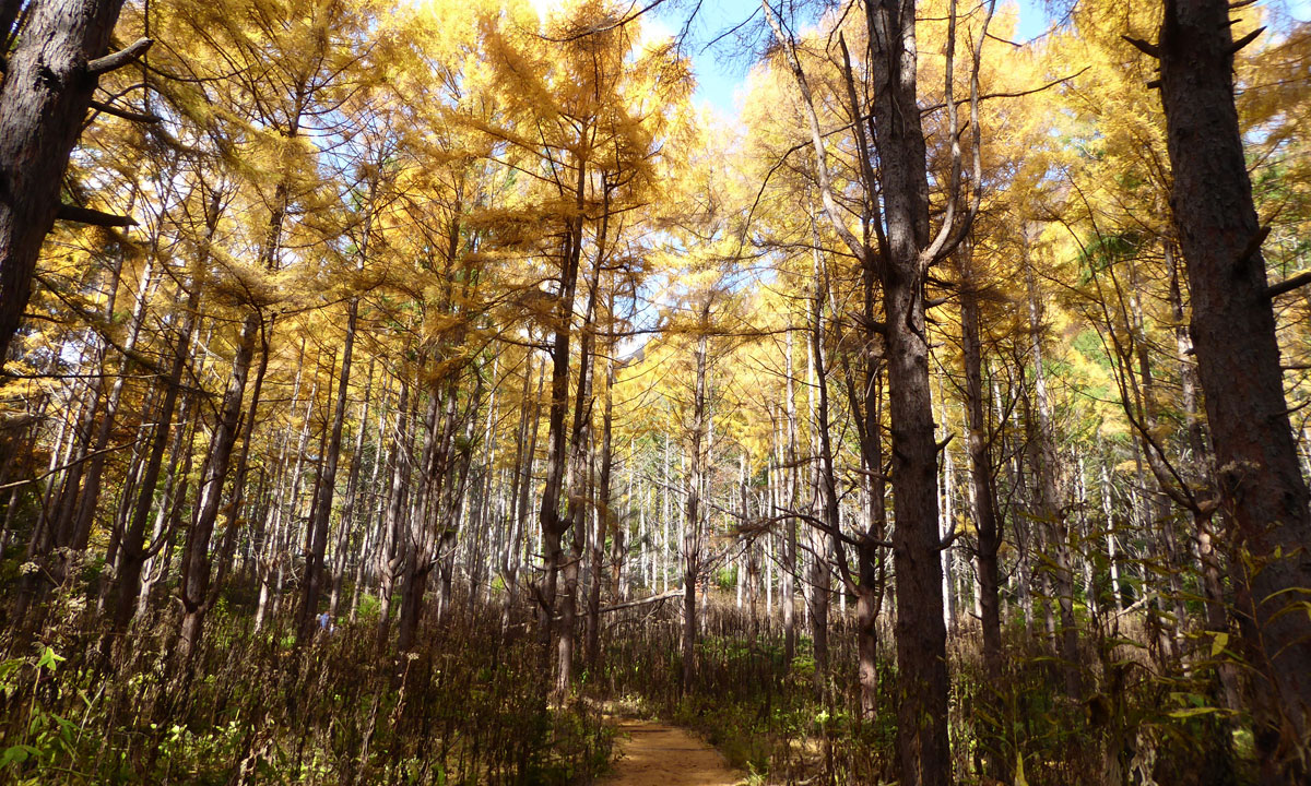 Thumbnail for Poem: Word Pictures