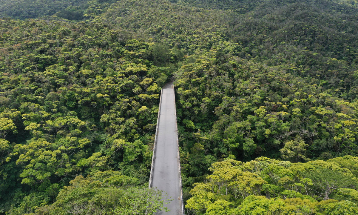 The Yanbaru forest,  a sacred place on the island of Okinawa. Photo: Katsumi Tanaka / AP 
