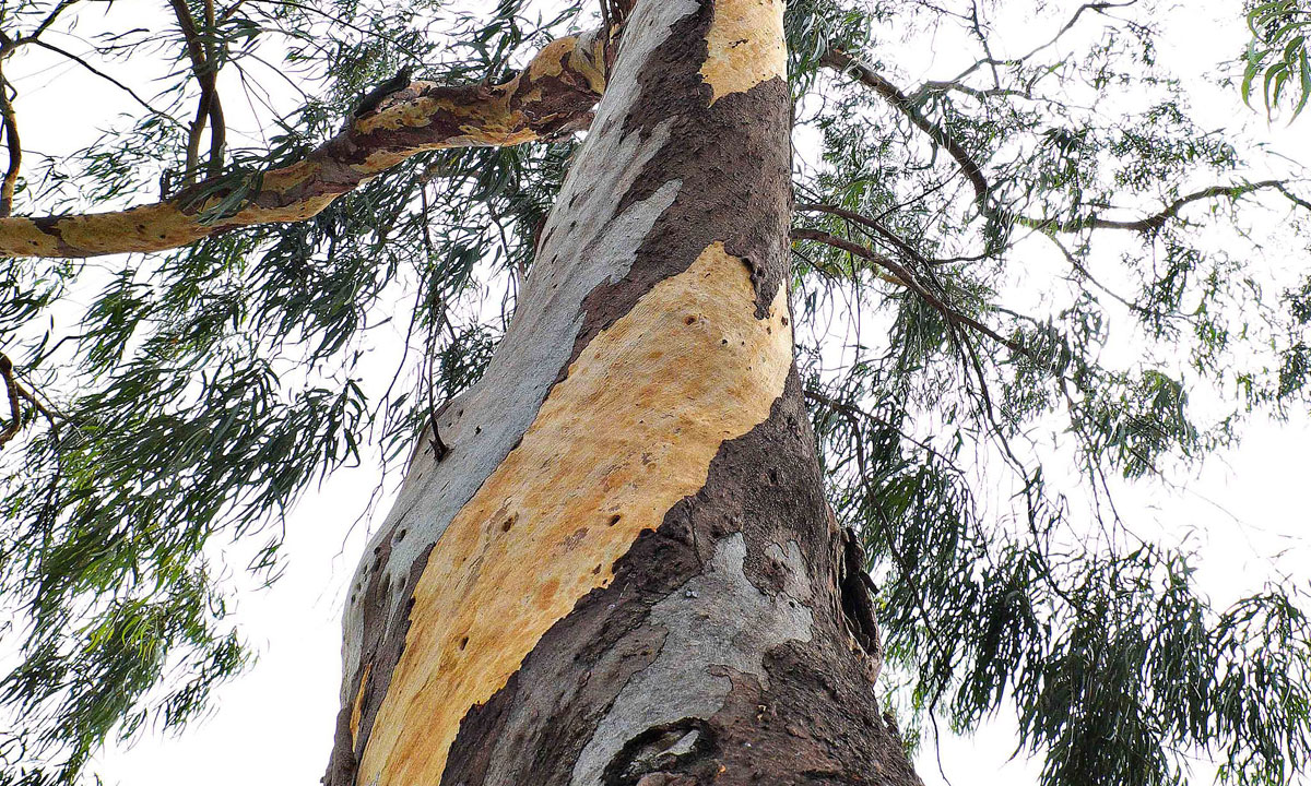 Thumbnail for Poem: At Season’s Turn