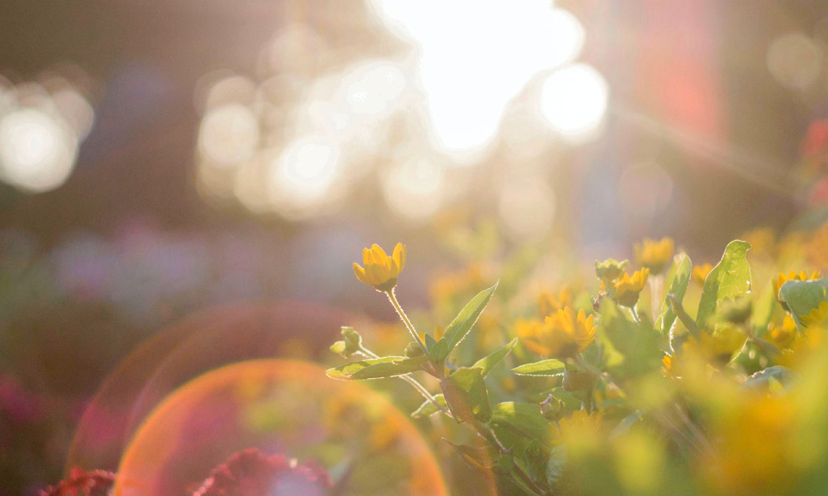 Thumbnail for Poem: Thirteen Ingredients