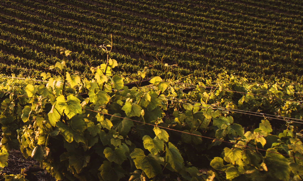 Thumbnail for Poem: Towards June’s Optimism