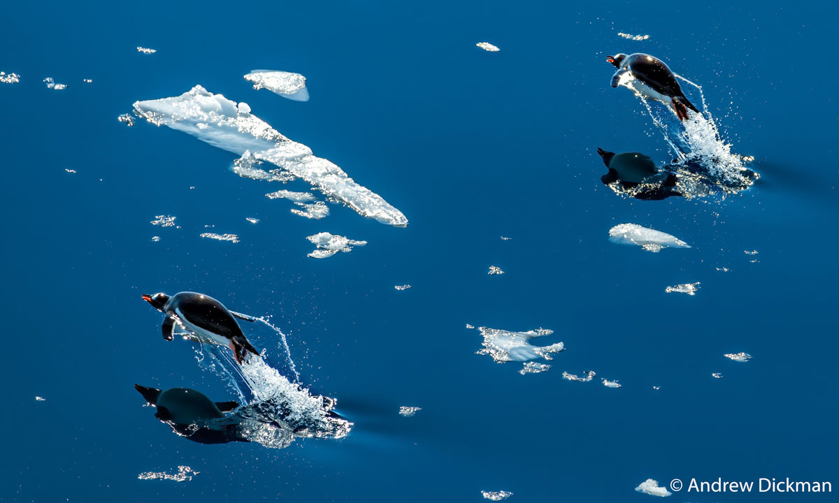 Flight of the Penguins (detail), by Andrew Dickman.