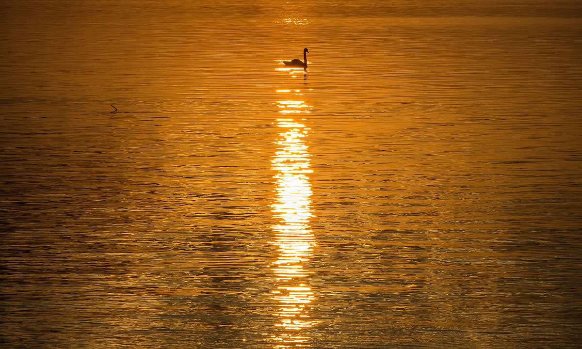 Thumbnail for Poem: Solitary Birds