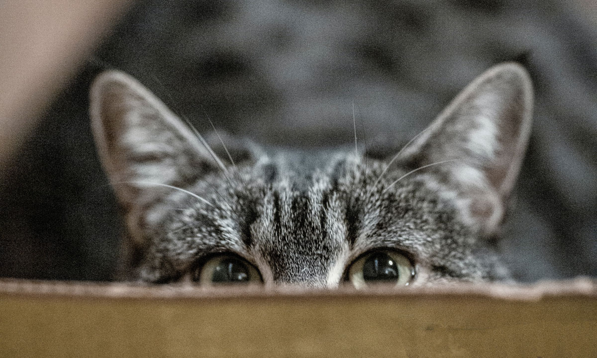 Thumbnail for Poem: Attrition