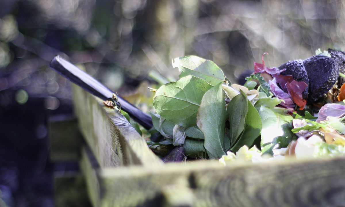 Thumbnail for Poem: Compost Lies