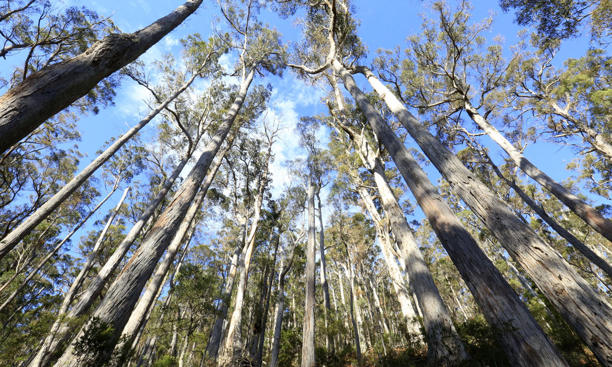 Thumbnail for Poems: Falling Trees & Butterfly Attack