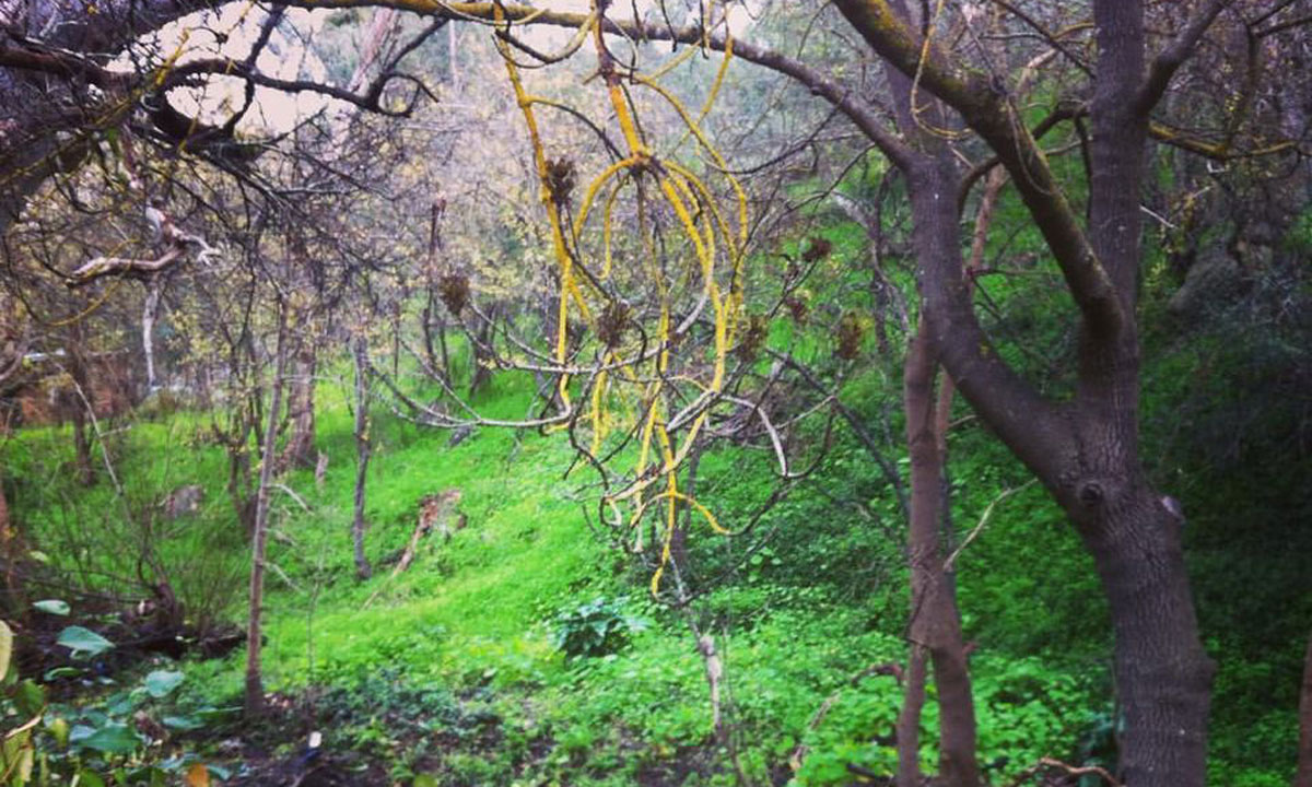 Thumbnail for Poem: Autumn’s Close, Winter’s Close