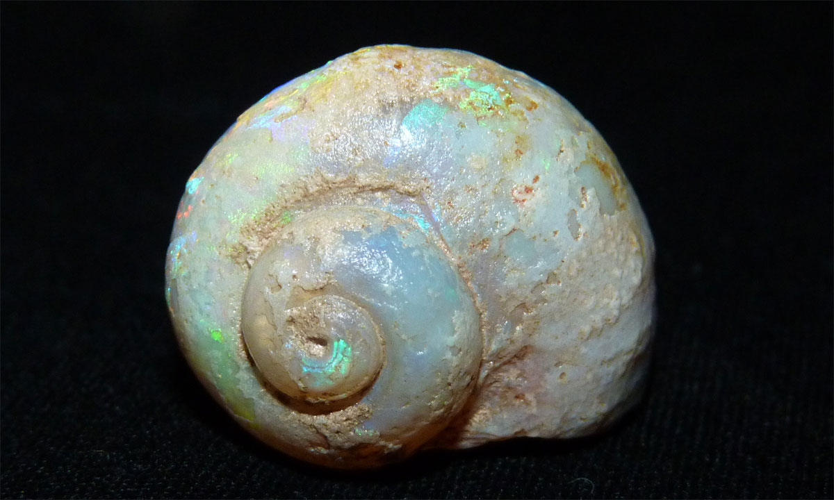Thumbnail for Snail mail: South Australian opalised fossil goes postal