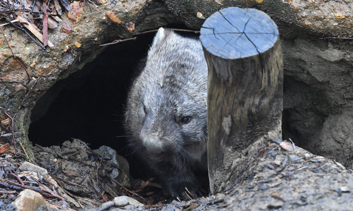 Thumbnail for Diary of a Publisher: Feeling like muddle-headed wombat