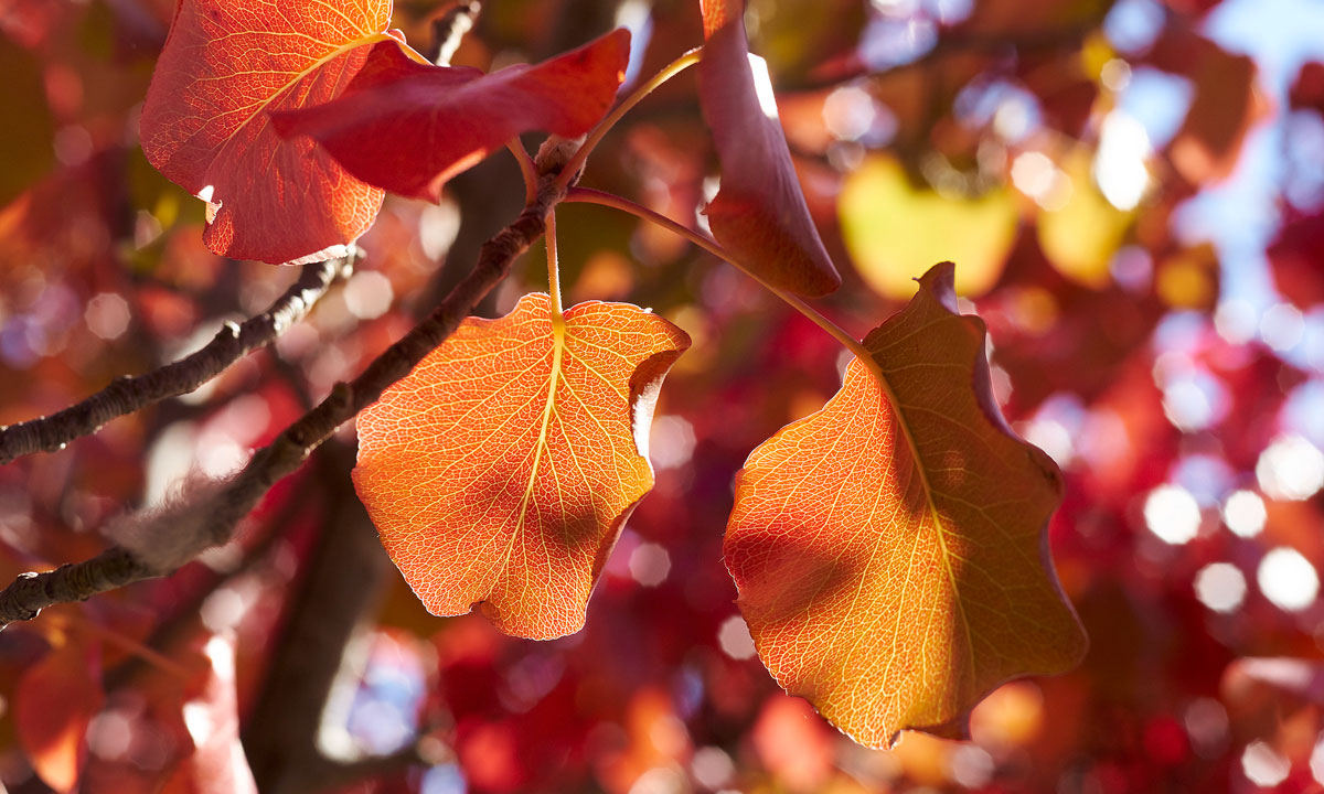 Thumbnail for Poem: Manchurian Pear