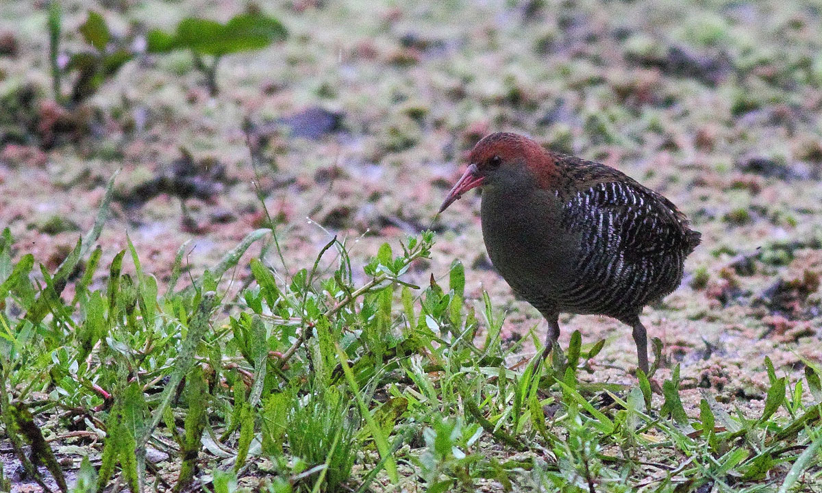 Thumbnail for Poems: Encounters of a birdwatcher