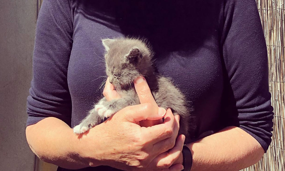 One of the kittens rescued from behind the Wakefield Press shop.