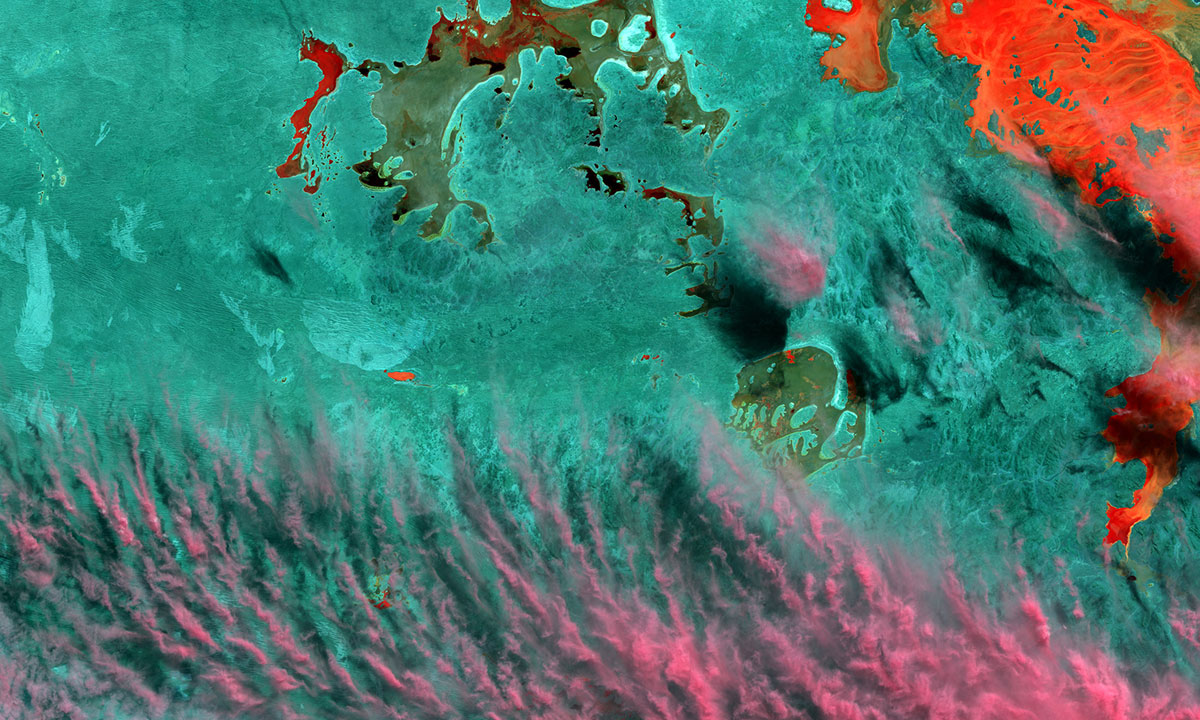Thumbnail for 2020 Waterhouse Natural Science Art Prize creates a buzz