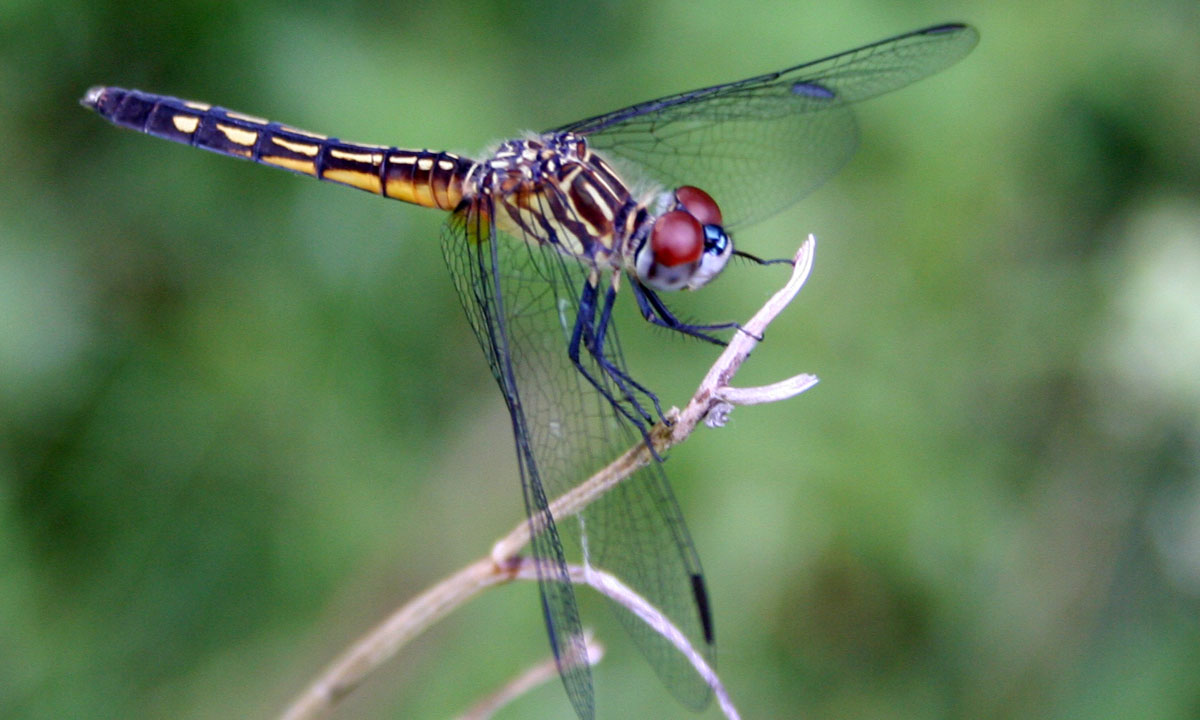 Photo: RA Nonenmacher / Wikimedia Commons