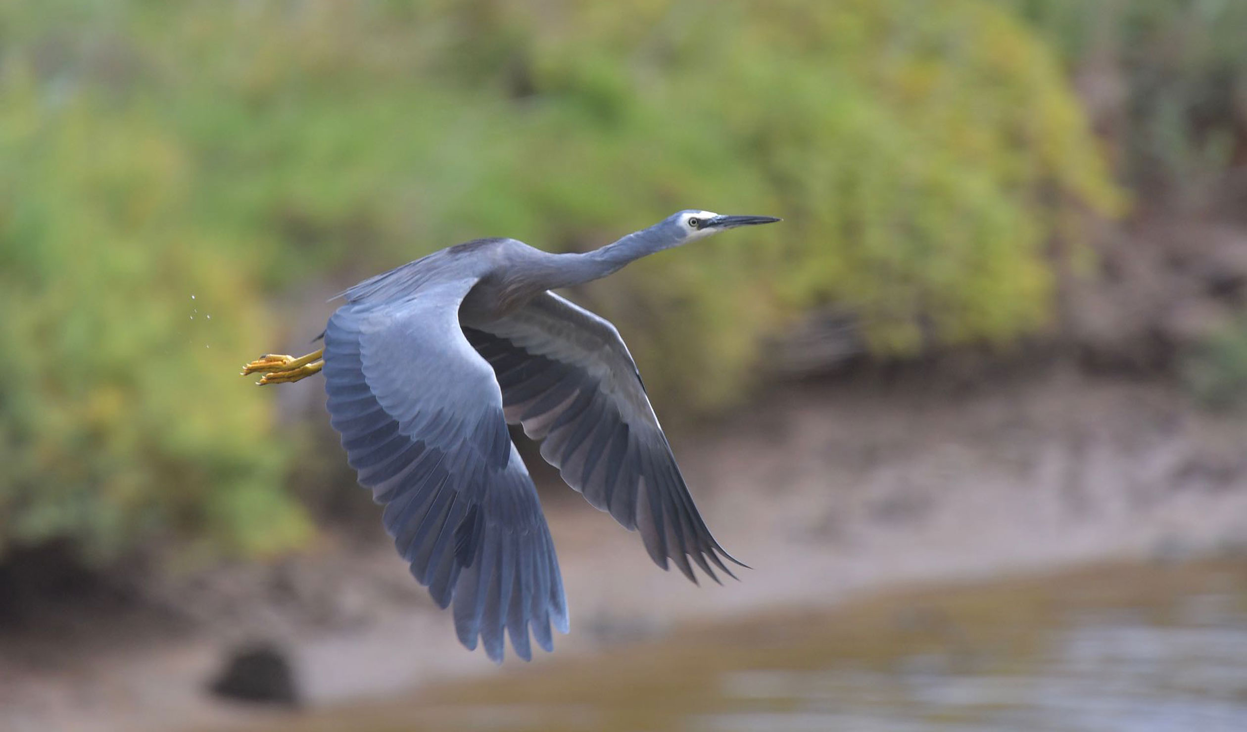 Thumbnail for Poem: Heron