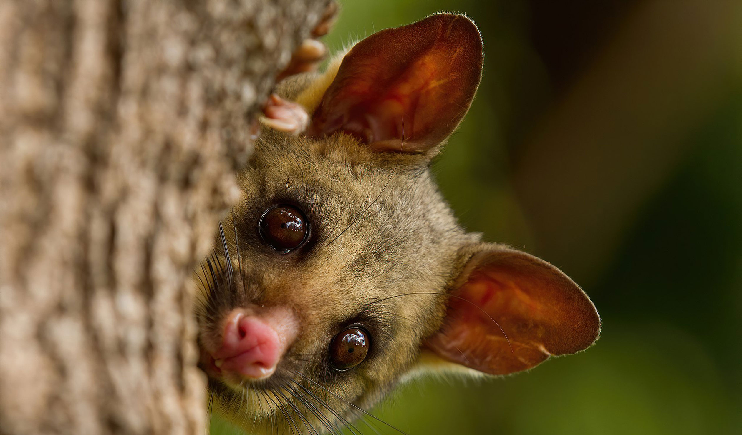 Thumbnail for Poem: Brushtail Possum