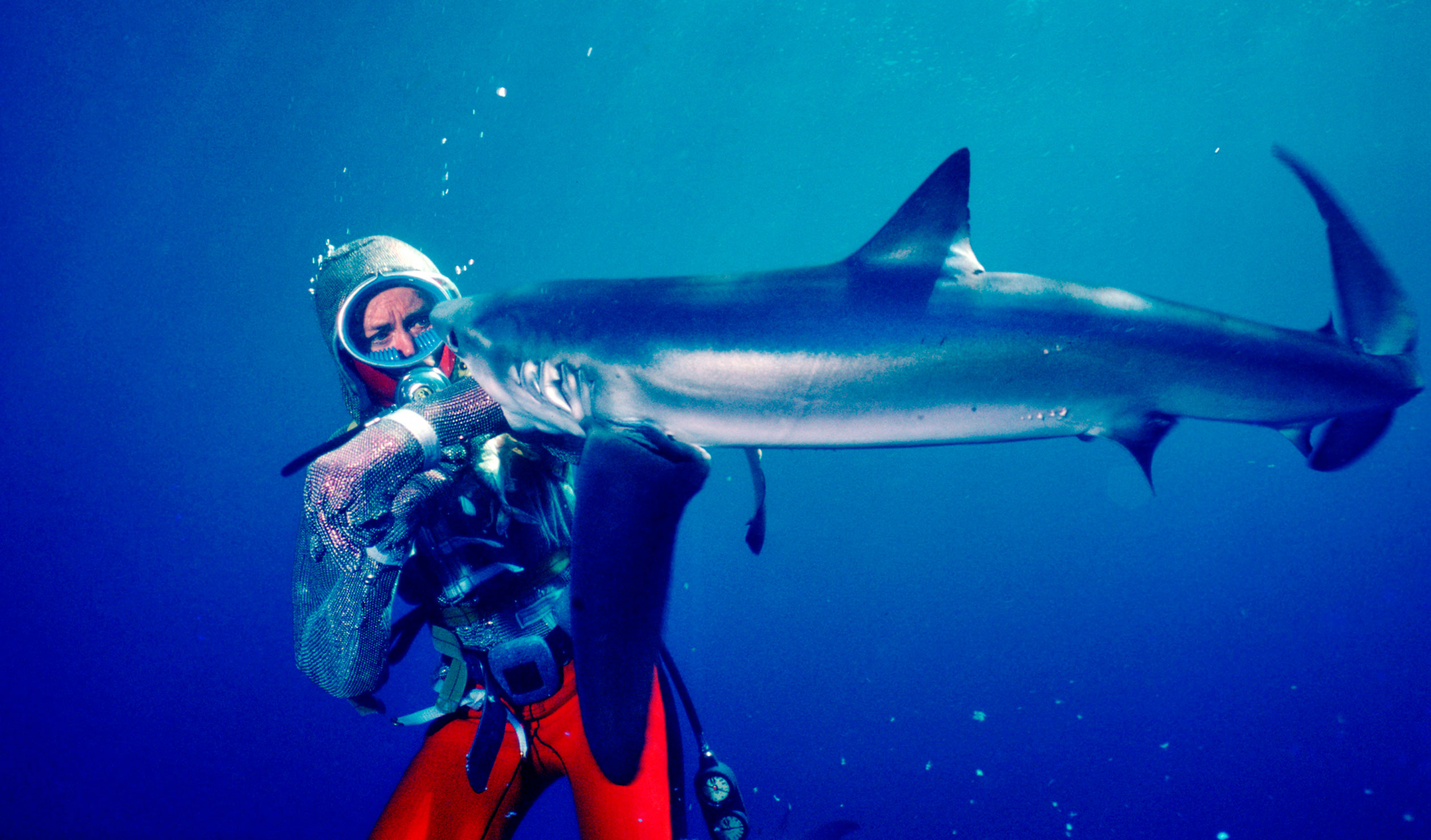 Thumbnail for How Valerie Taylor played with sharks to prove a point