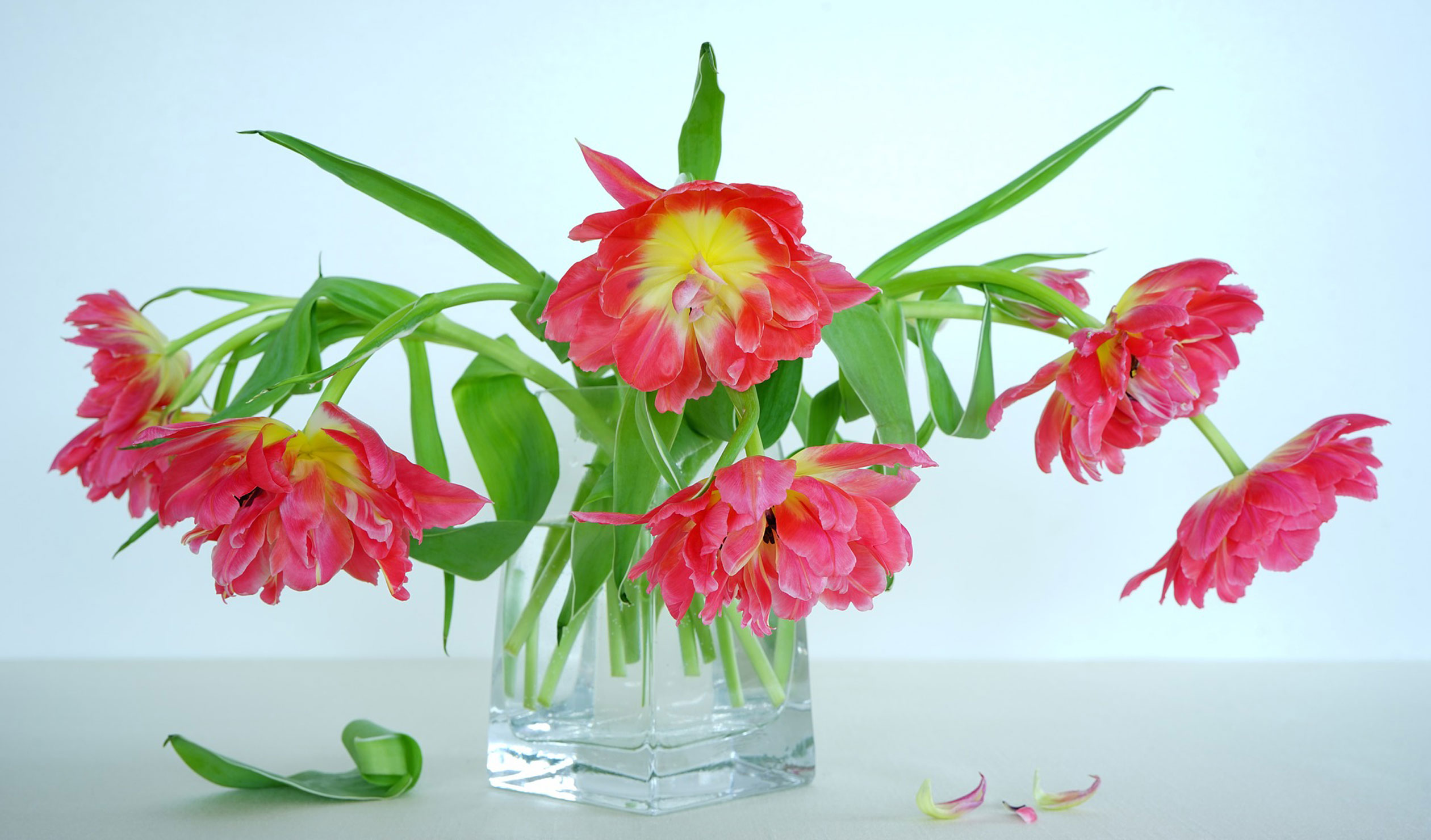 Thumbnail for Poems: The philosophy of cut flowers & Flower arranging