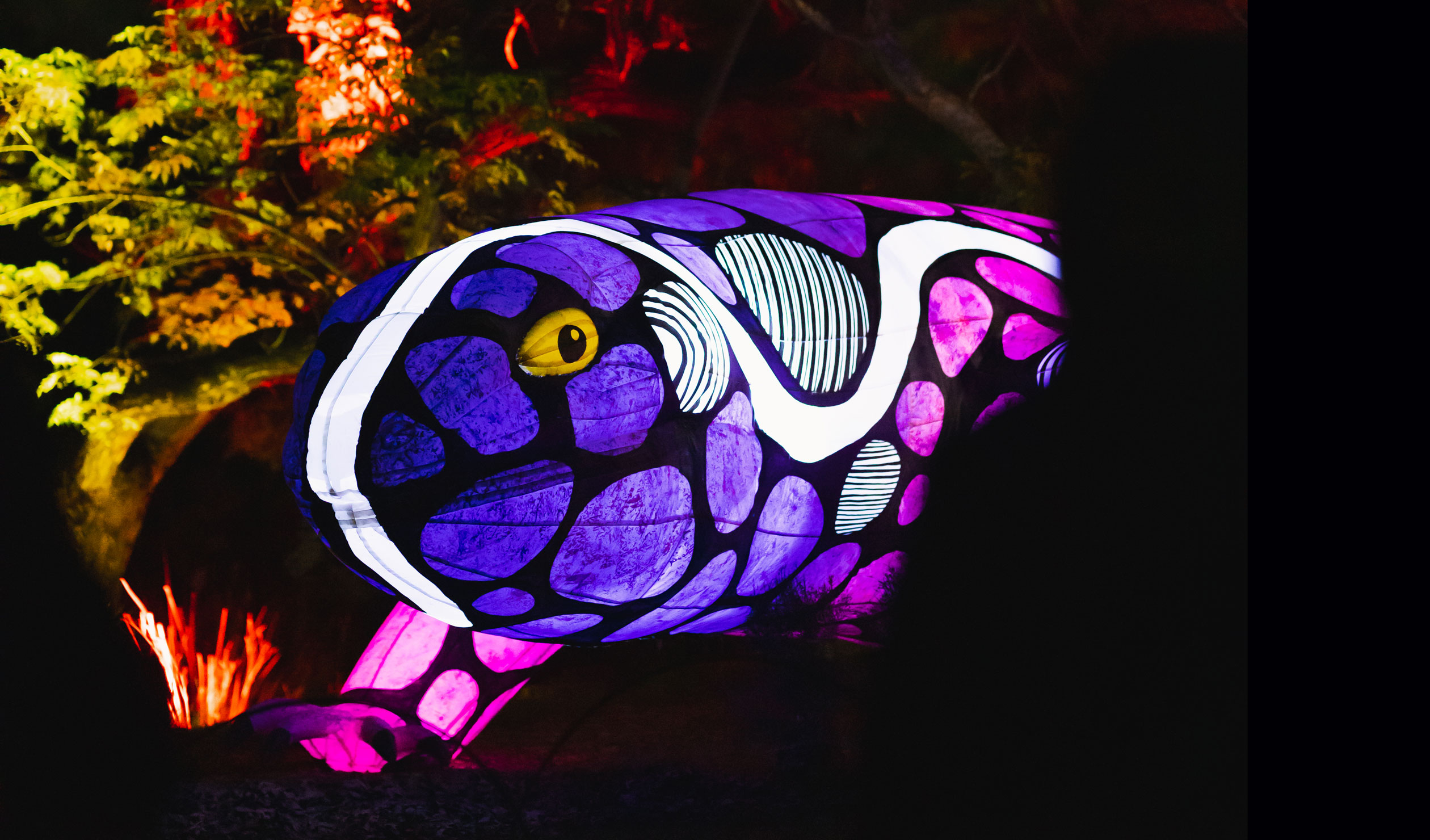 Thumbnail for Zoo’s giant skink tells a story of culture and country