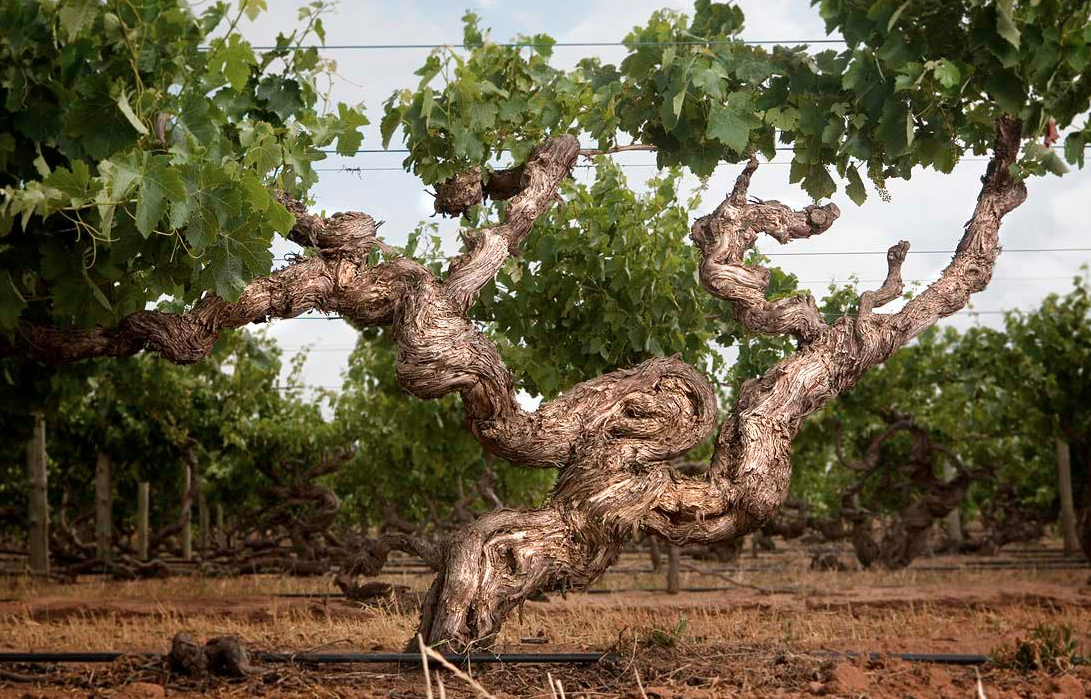 One of the "Old Bastard" vines. Photo: Kaesler