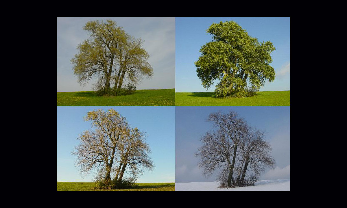 Thumbnail for Poem: Four Seasons at Yallaroo