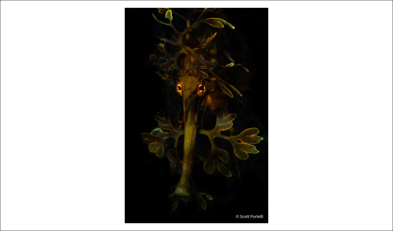 Thumbnail for Lockdown led to winning leafy seadragon image