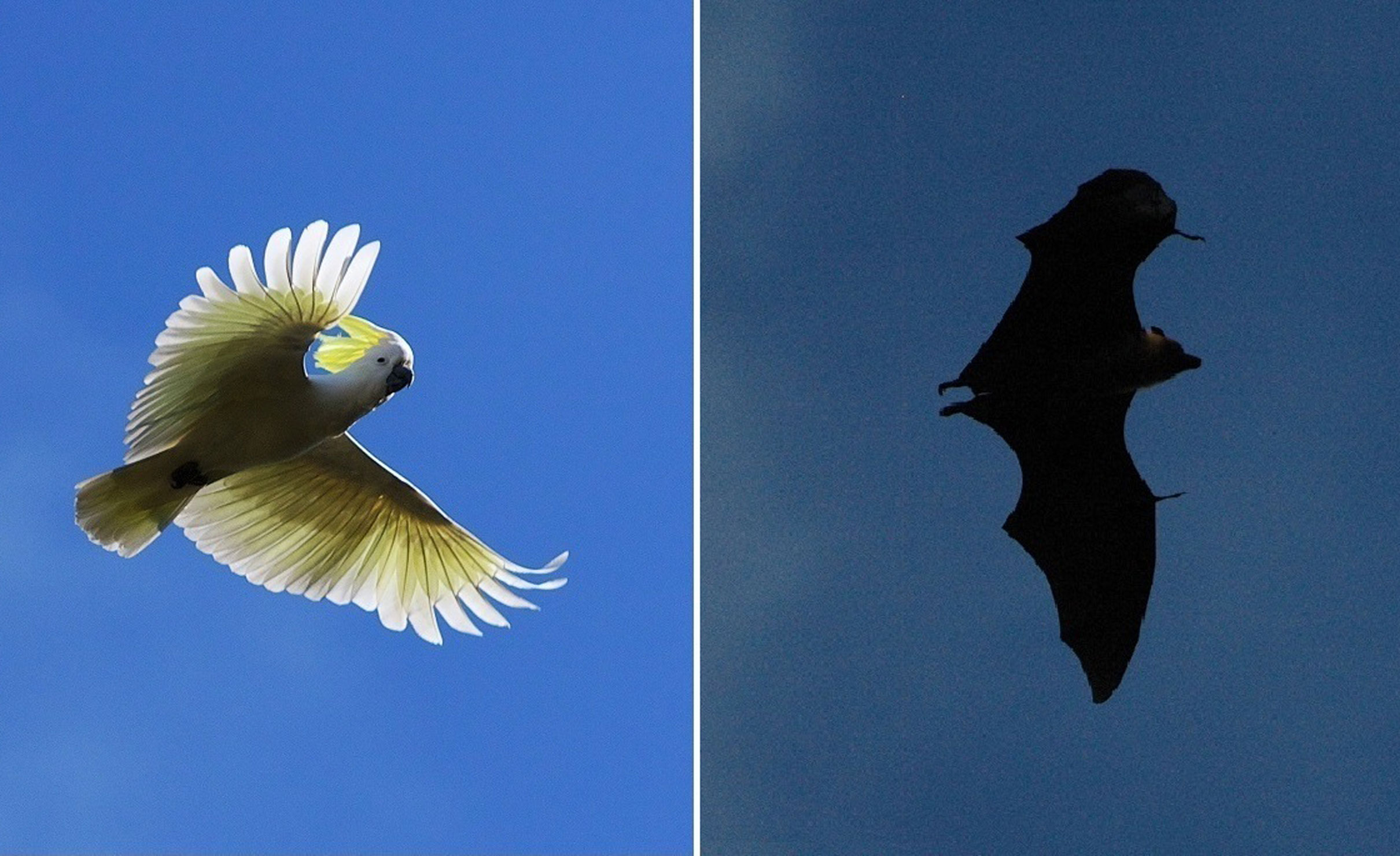 Thumbnail for Poems: Aerial migrations