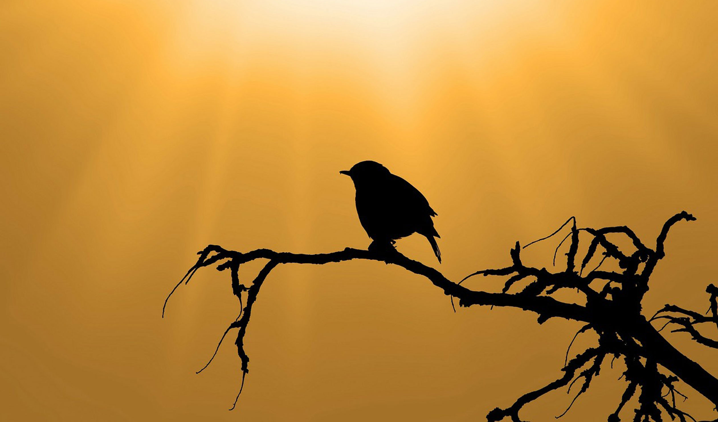 Thumbnail for Poems: Little sparrow & I was you