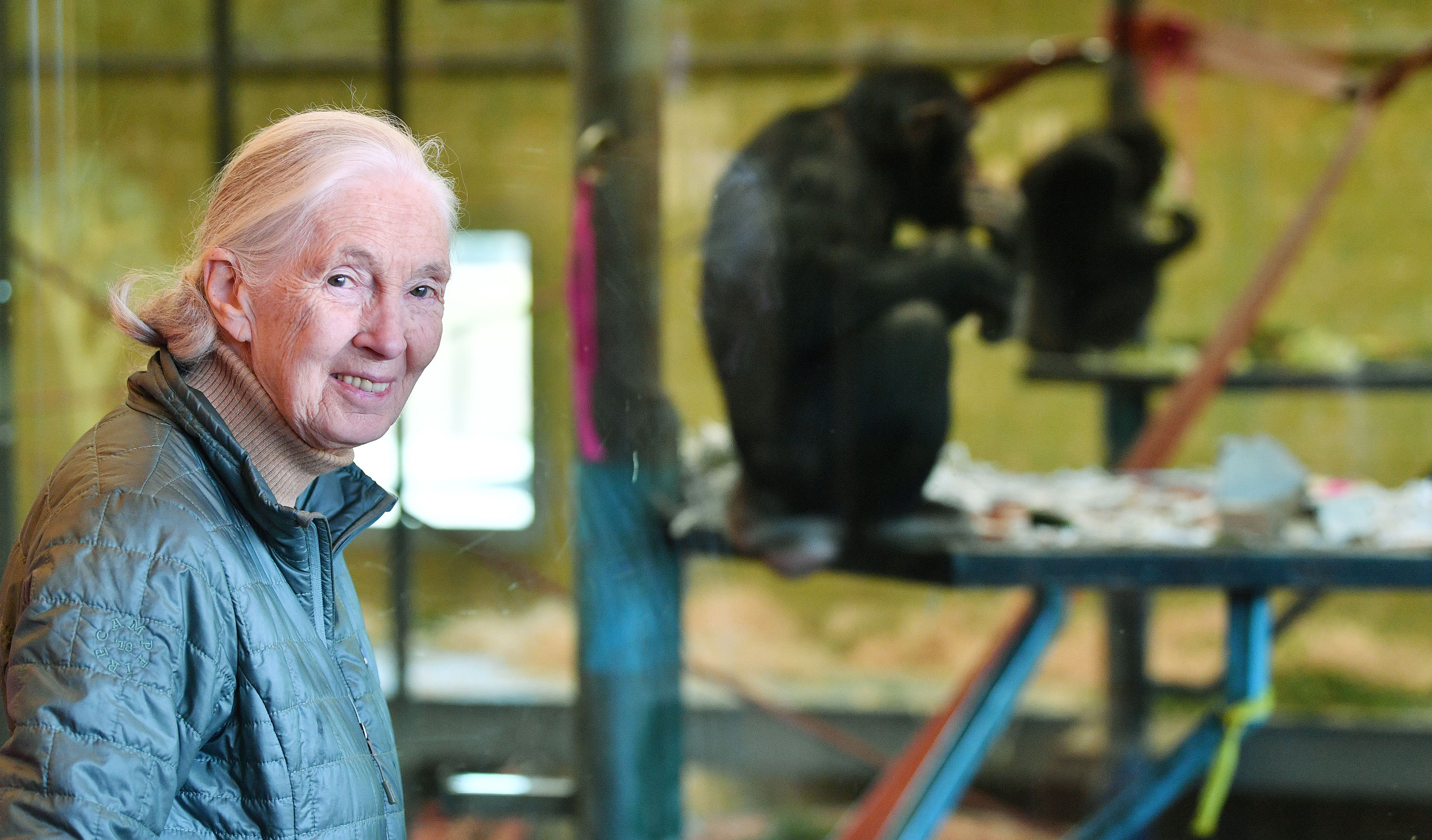 Jane Goodall during a visit to Monarto Zoo in 2019. Photo: David Mariuz / AAP 