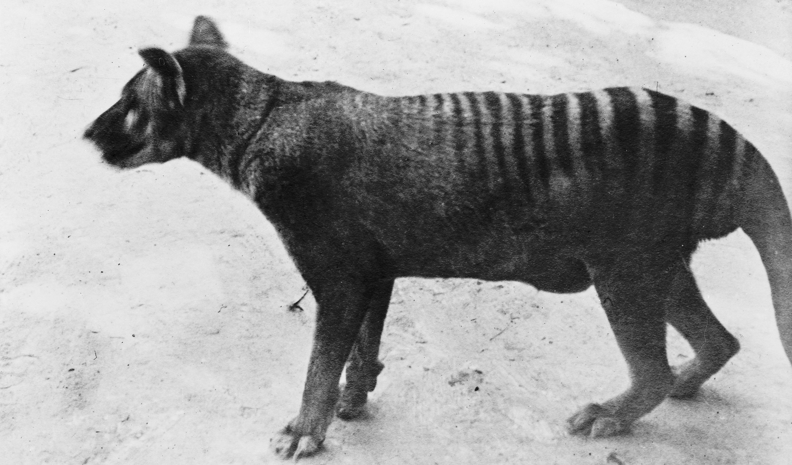 The last known thylacine to survive in captivity died in 1936 in a Hobart zoo. Photo: Mary Evans Picture Library