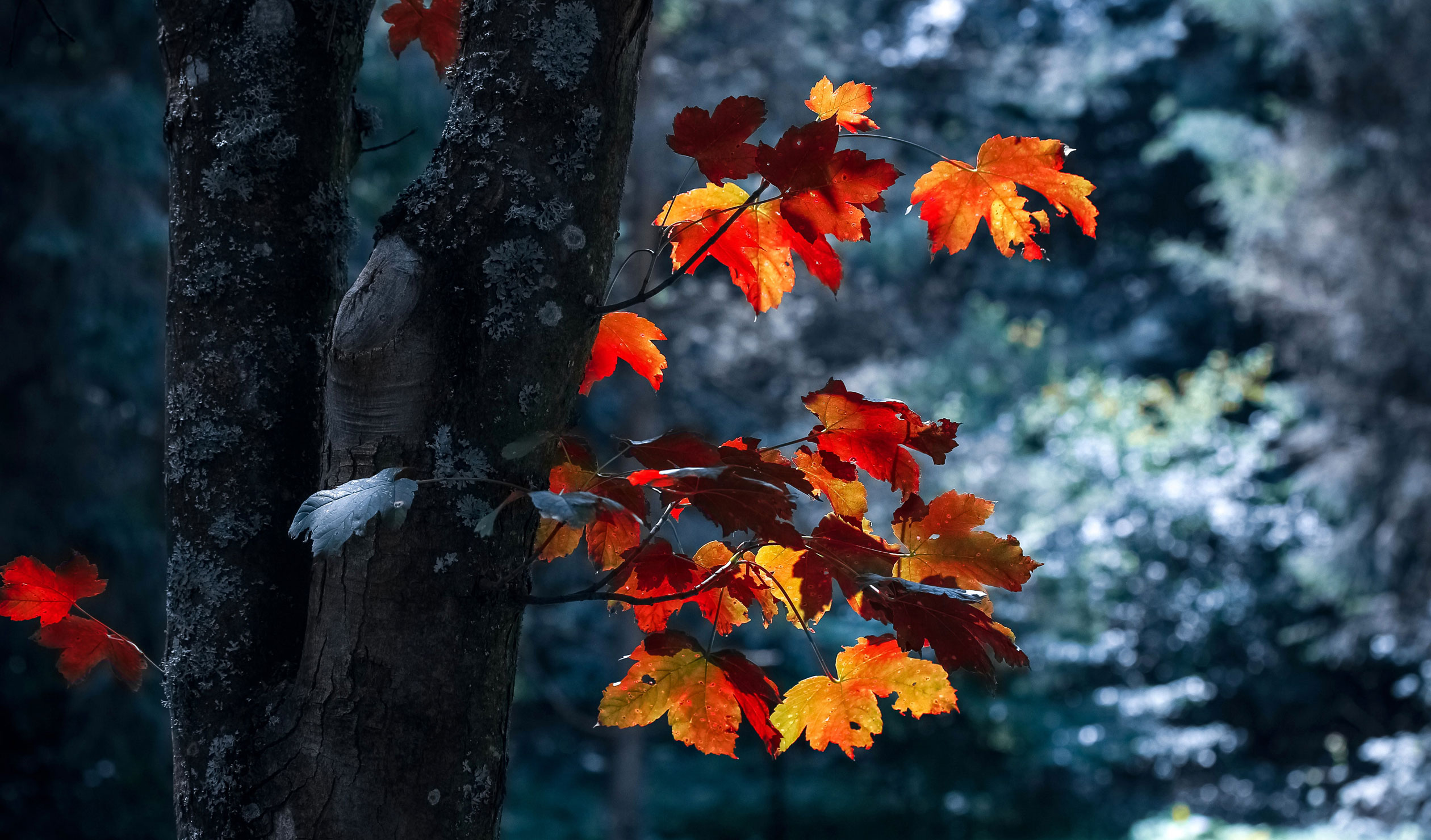 Thumbnail for Poems for the changing seasons