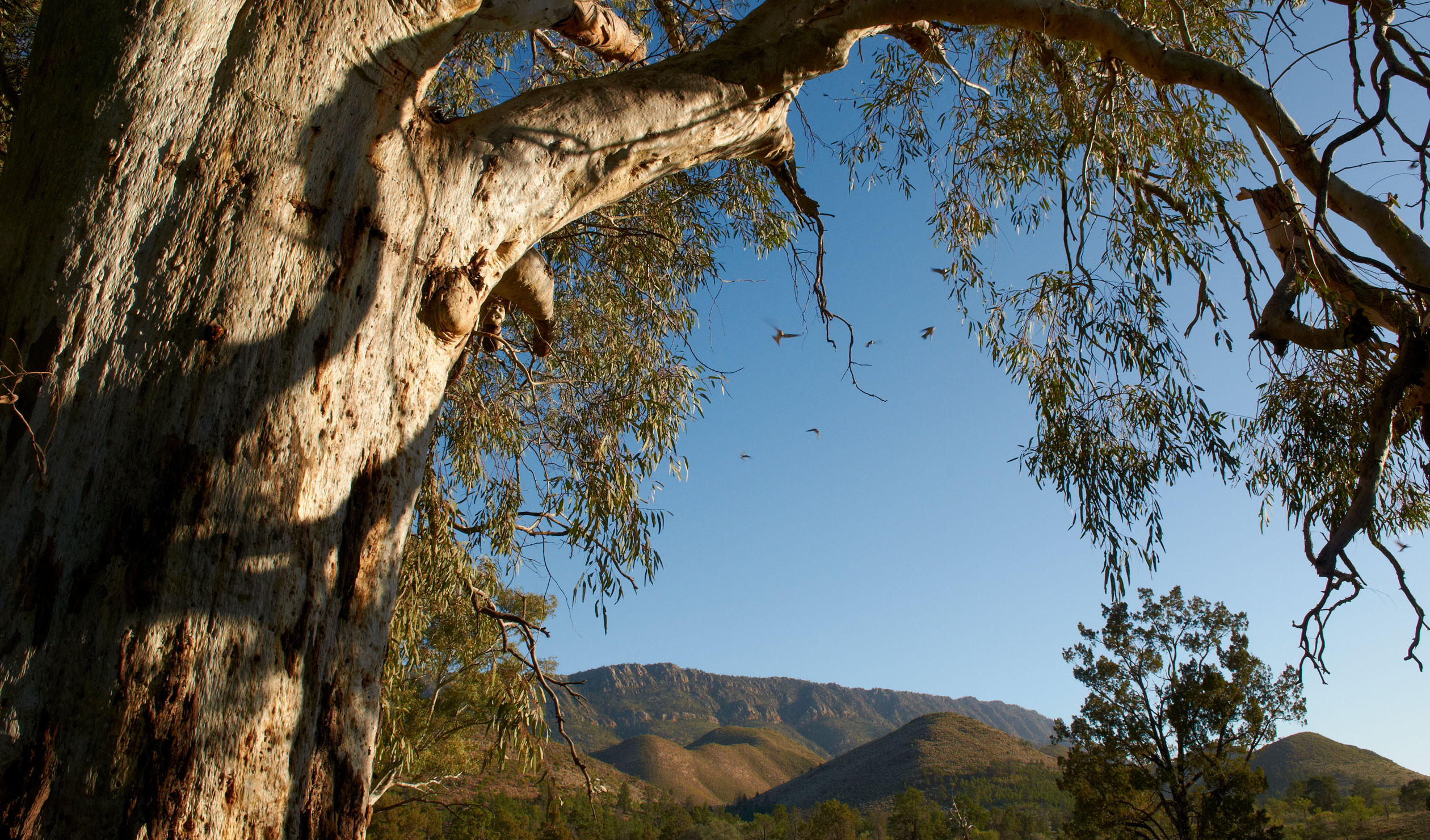 Thumbnail for Poem: Willow Springs