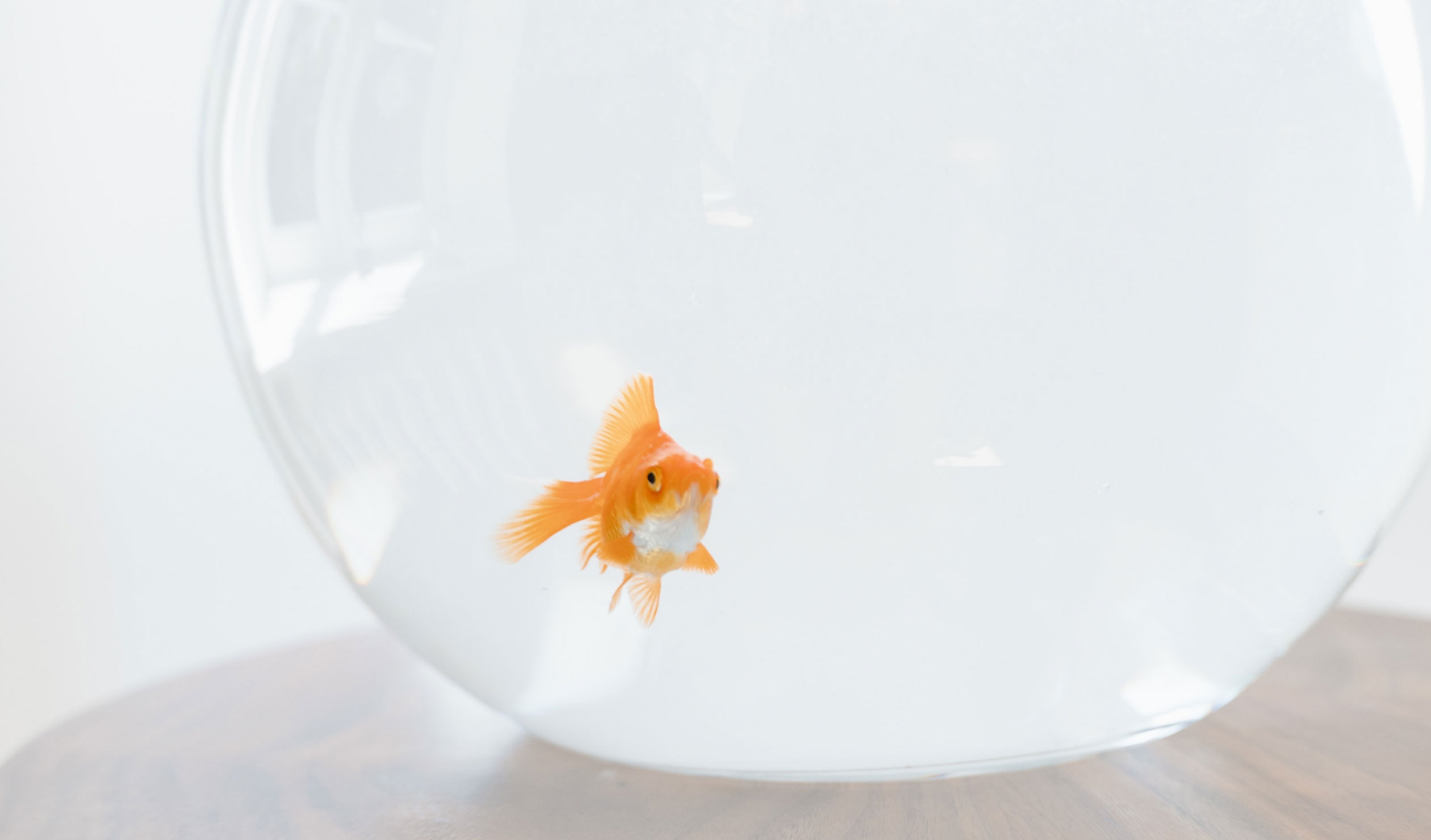 Thumbnail for Fringe review: The Fish Bowl