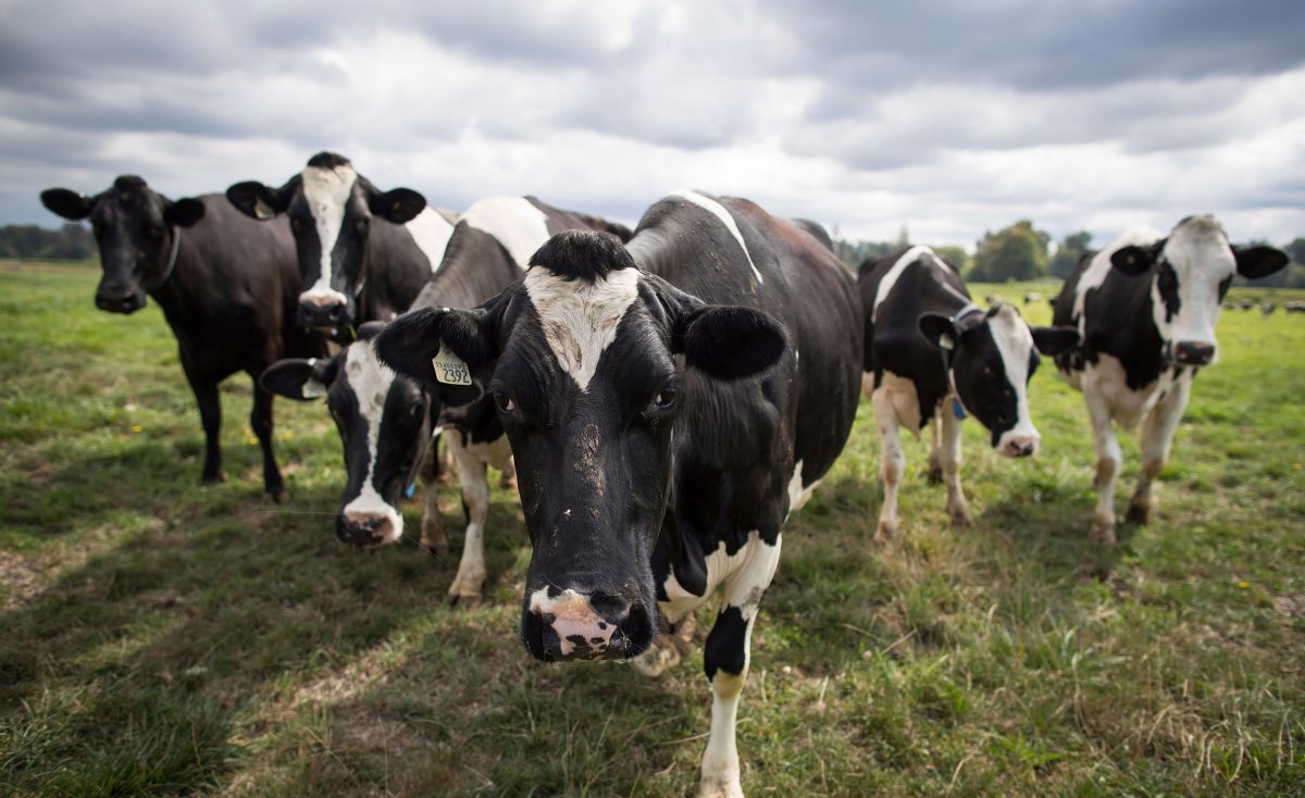 The CSIRO will prioritise agriculture, aviation and steel to help them halve emissions by 2035. Photo: Darryl Dyck / AP