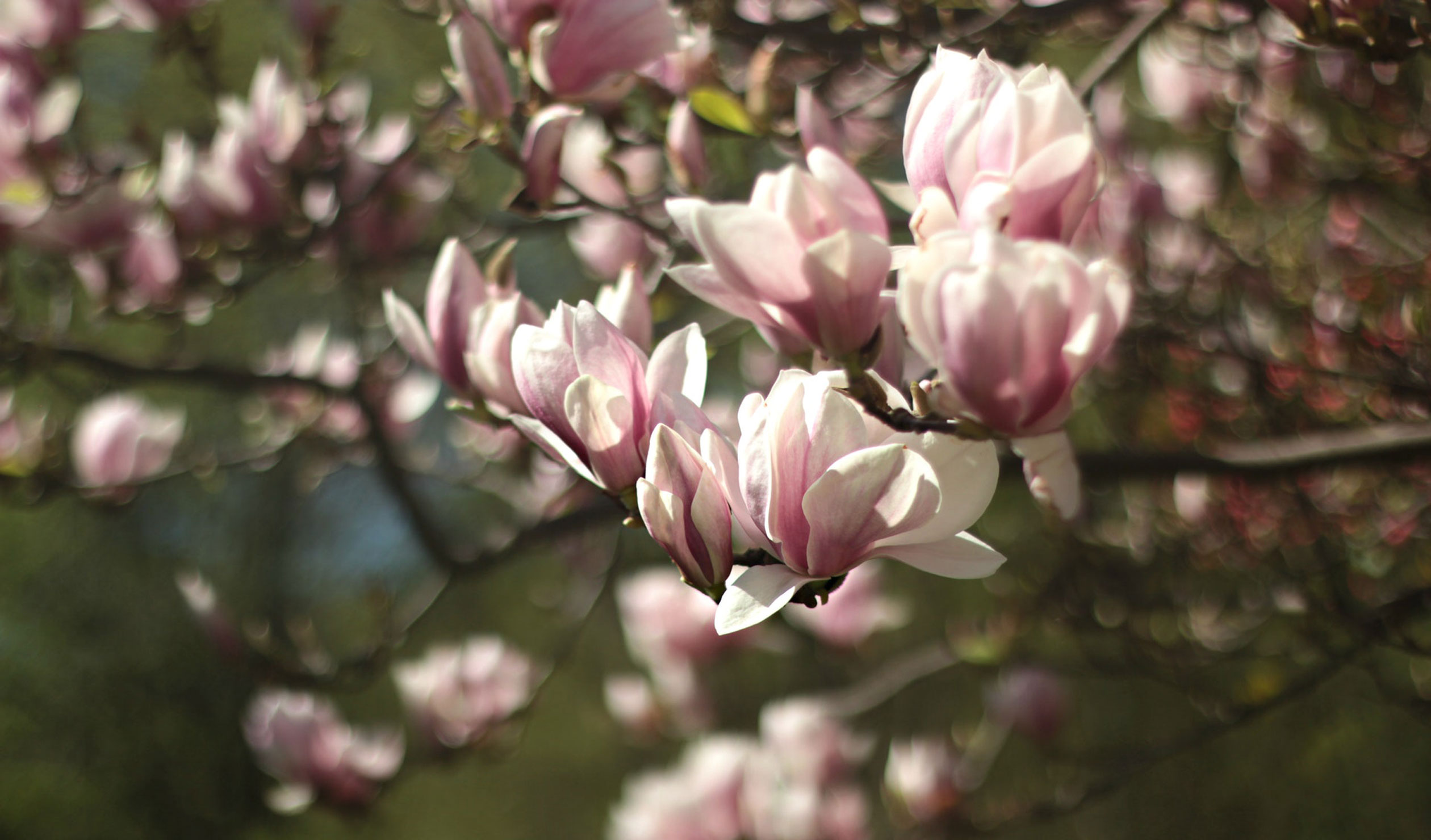 Photo: Deena / Pexels