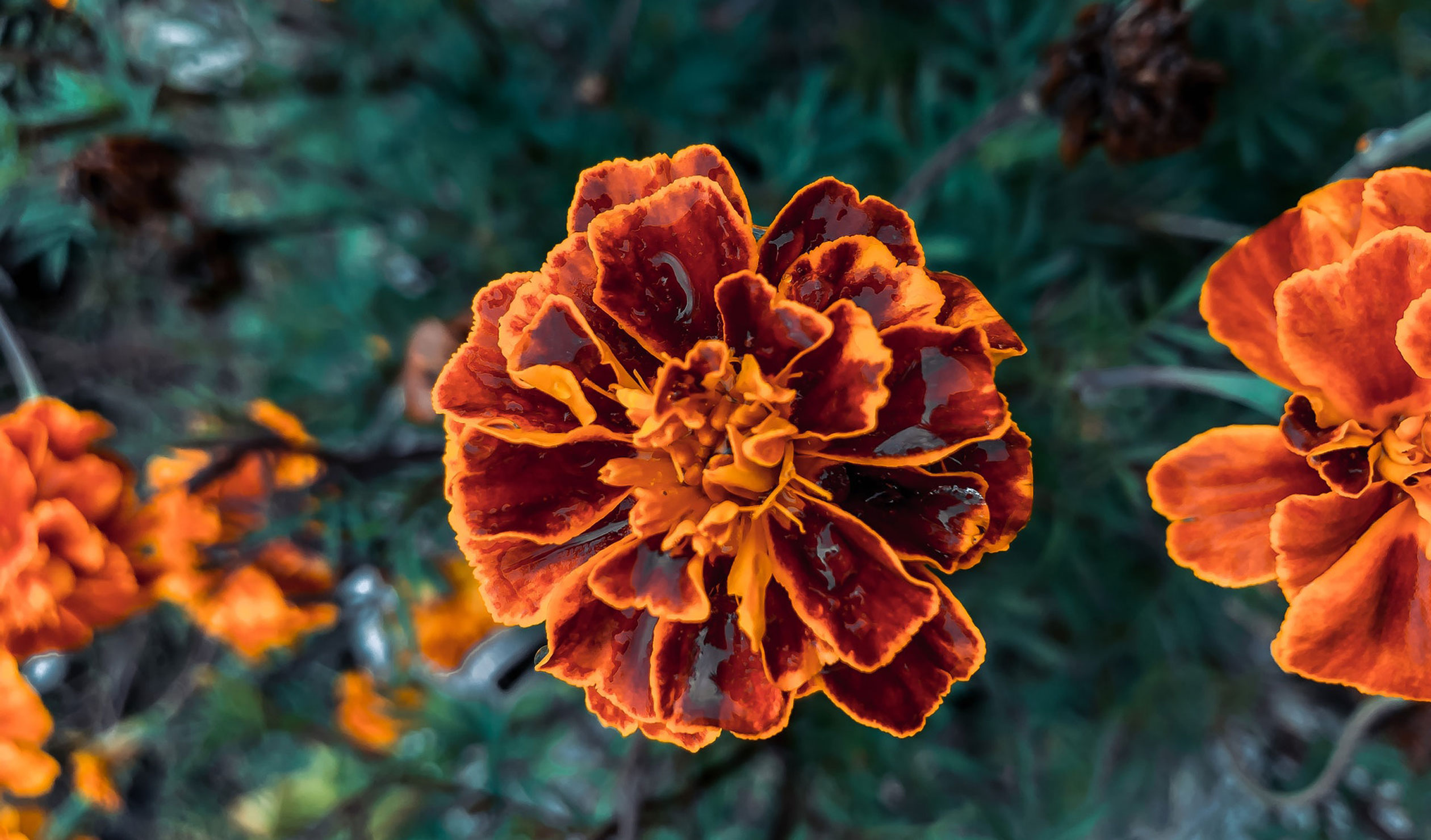 Thumbnail for Poem: Of Marigolds, Mexican and Miscellaneous