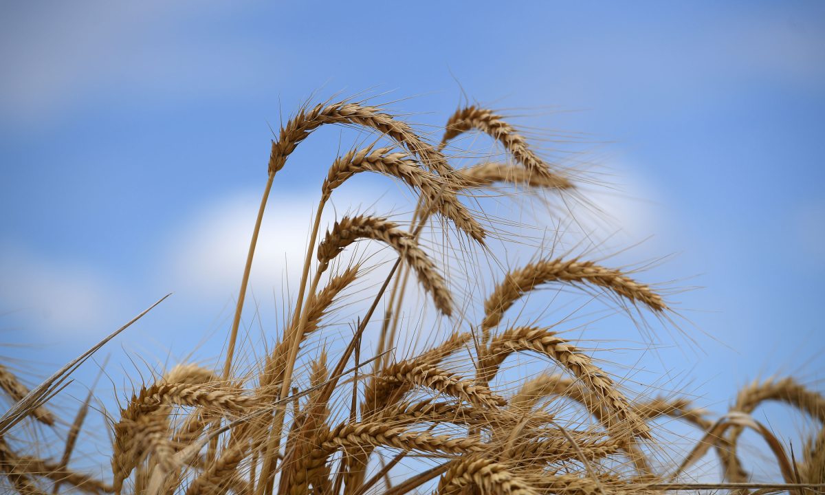 Thumbnail for Poem: Wheat Harvest, Broomehill 1962