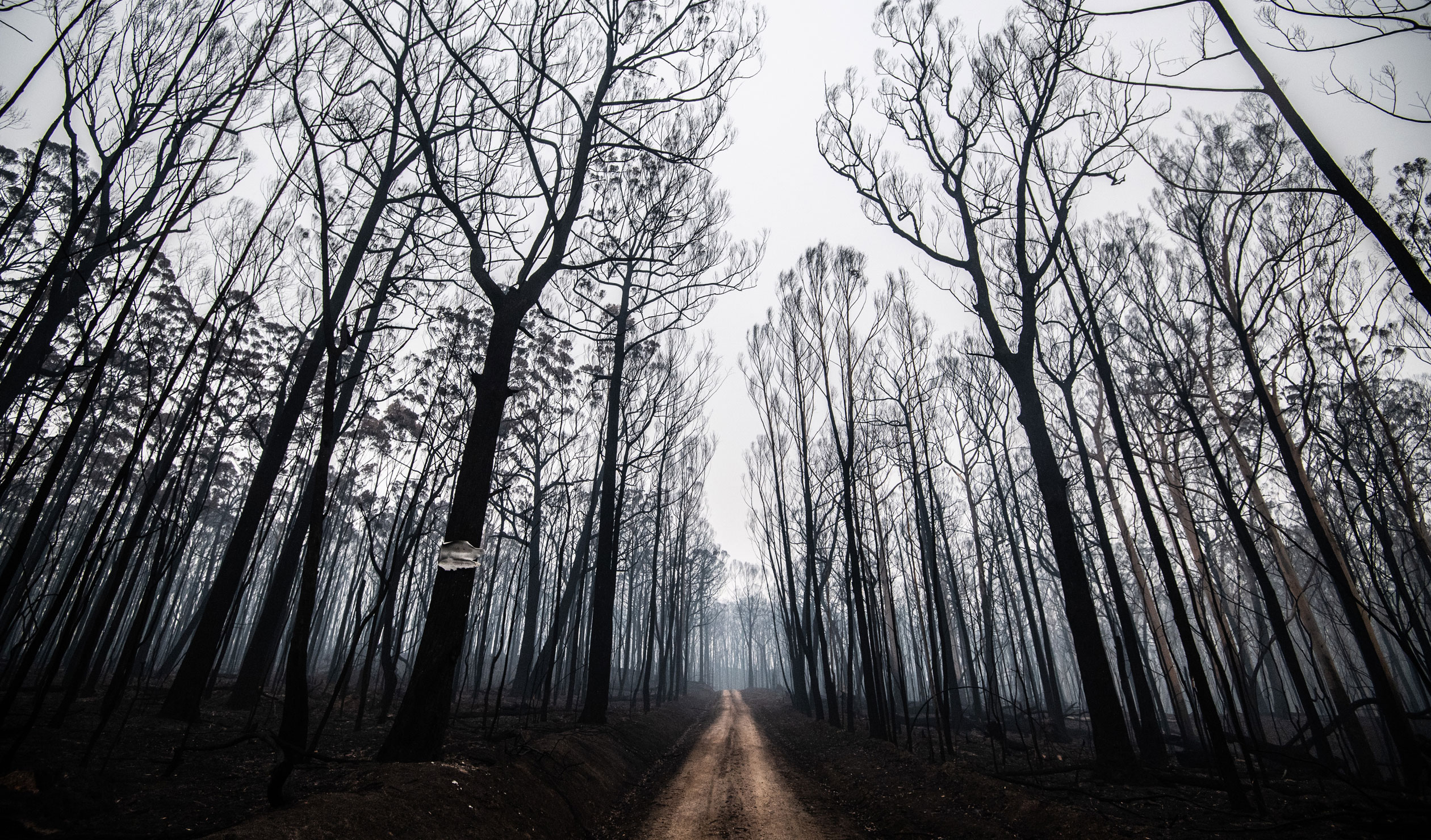 Path of destruction: Burnt-out bushland on the outskirts of Cobargo in New South Wales during the Black Summer bushfires. Photo: James Gourley / AAP