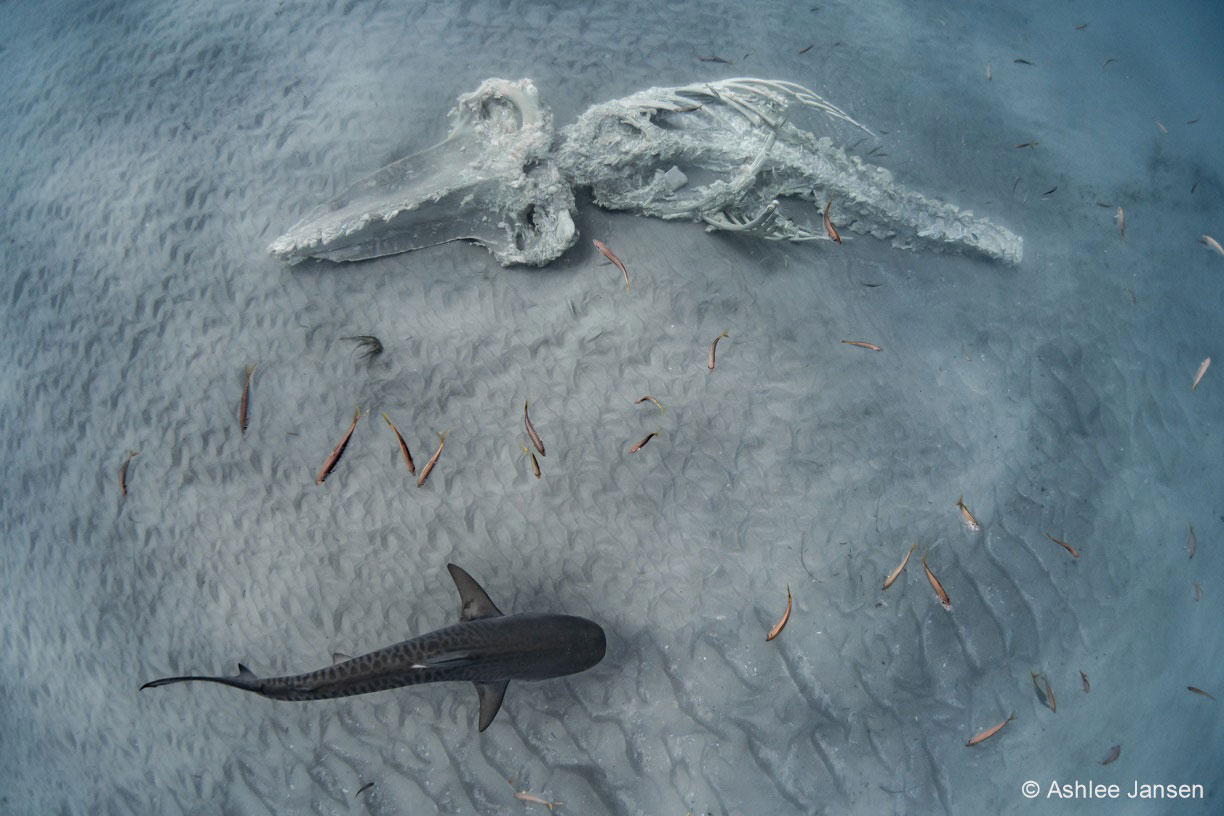 Thumbnail for Winning nature photograph captures life and death